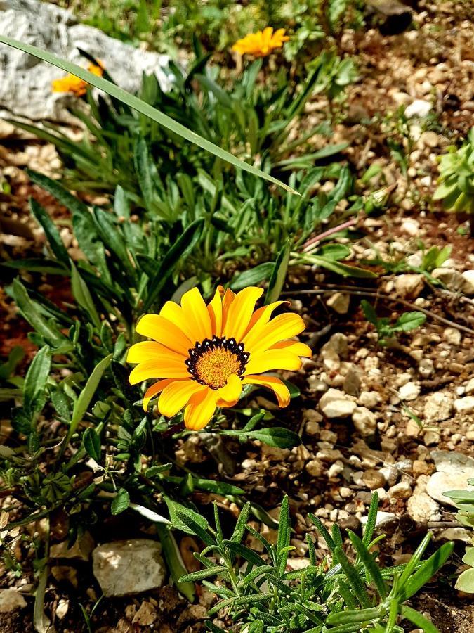 Villa Karla Planinska Kuca Baška Voda Esterno foto